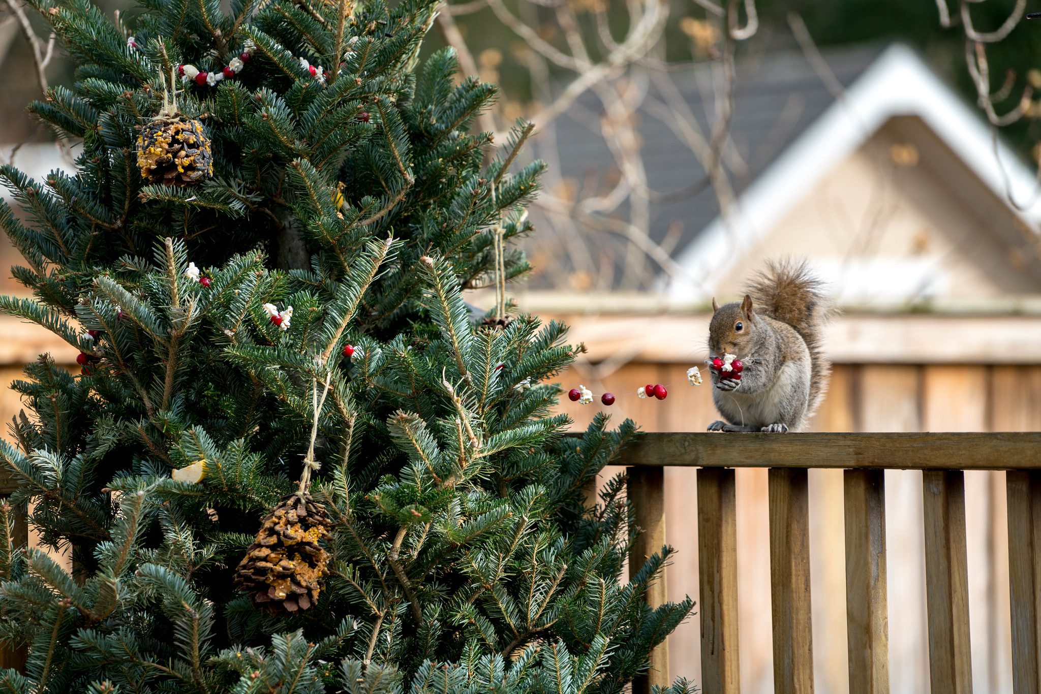 Christmas tree with a squirrel